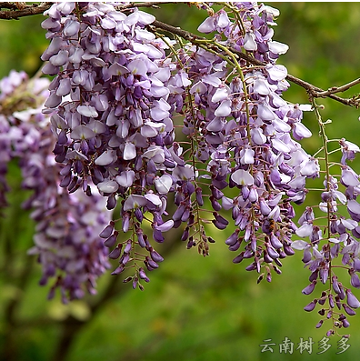 苗木列表-云南树多多-苗木列表